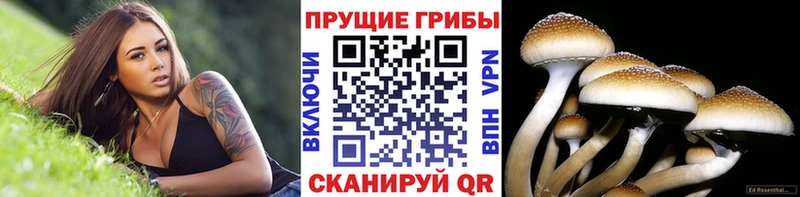 мега ссылка  Усолье  Псилоцибиновые грибы Cubensis  где найти  